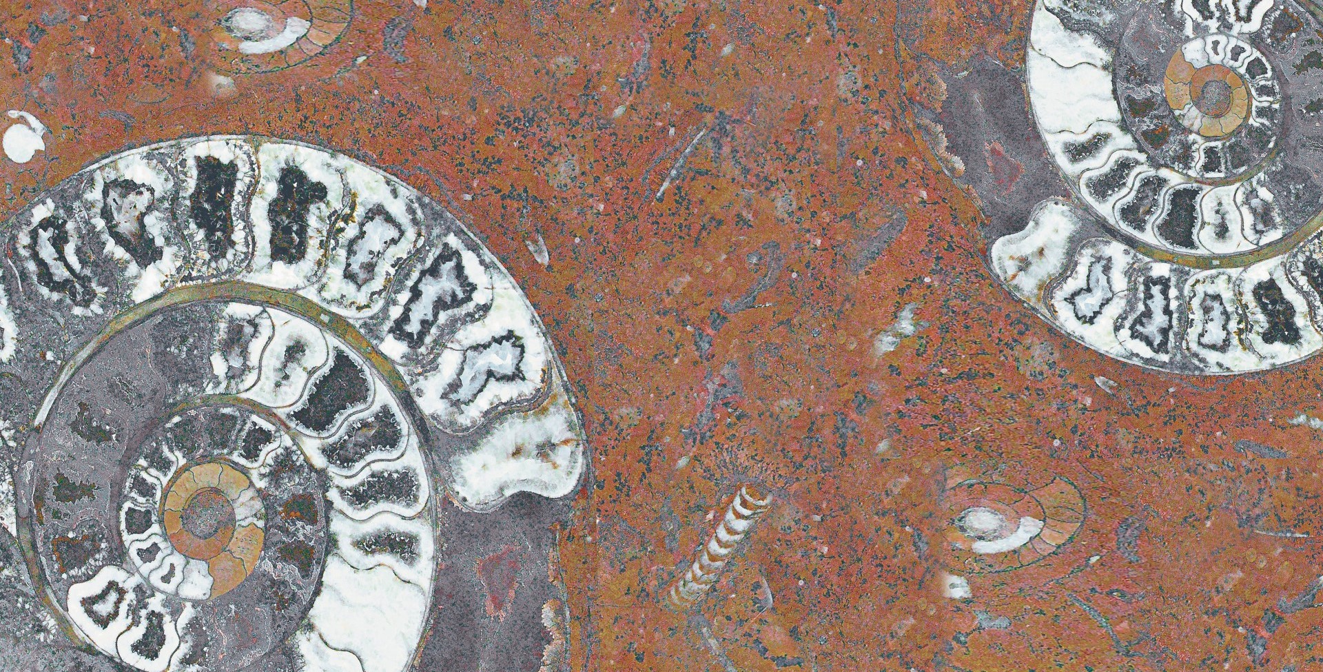 FM3366 На пол Natural Series Fossil Mix 33х66 - фото 7