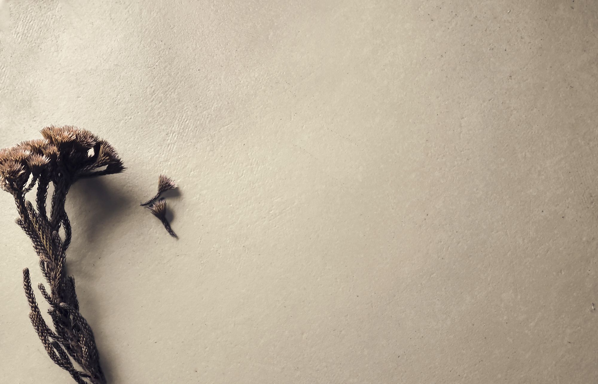 Settecento Koine - фото 14