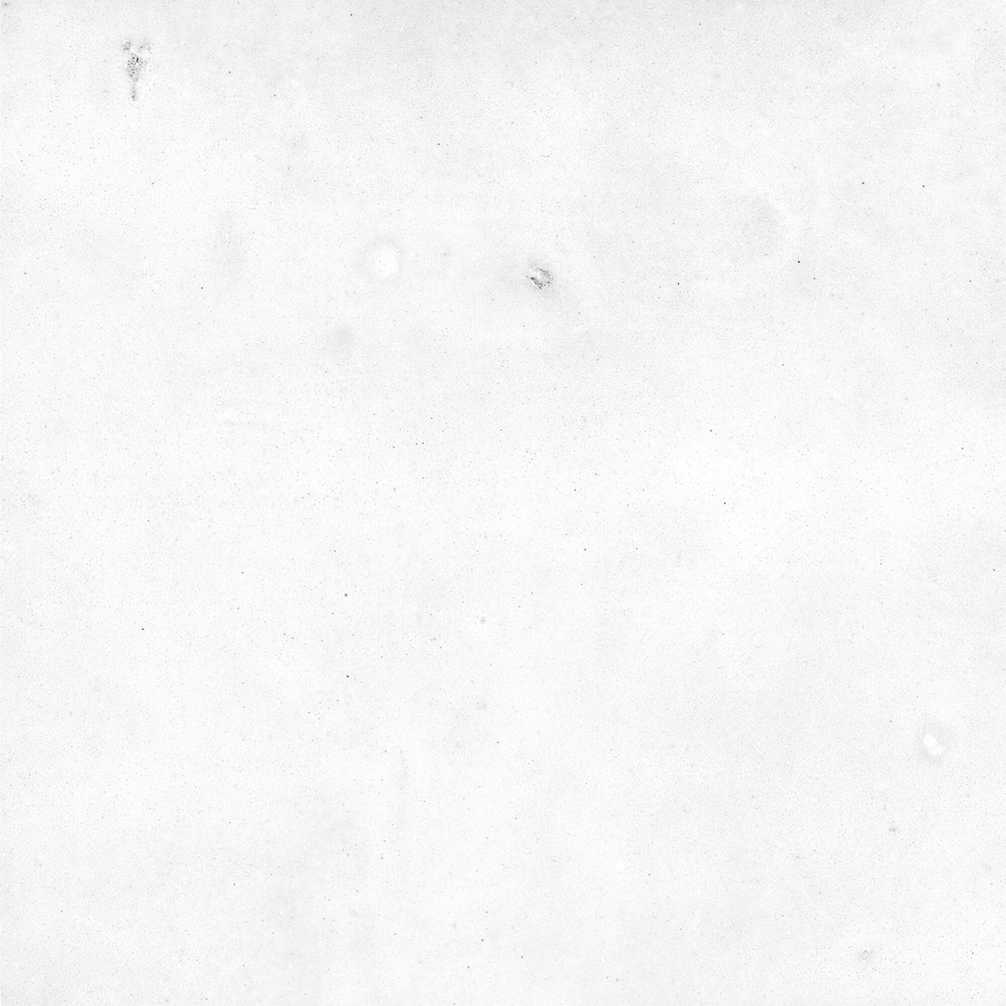 43294 На стену Samira White 10x10 - фото 27