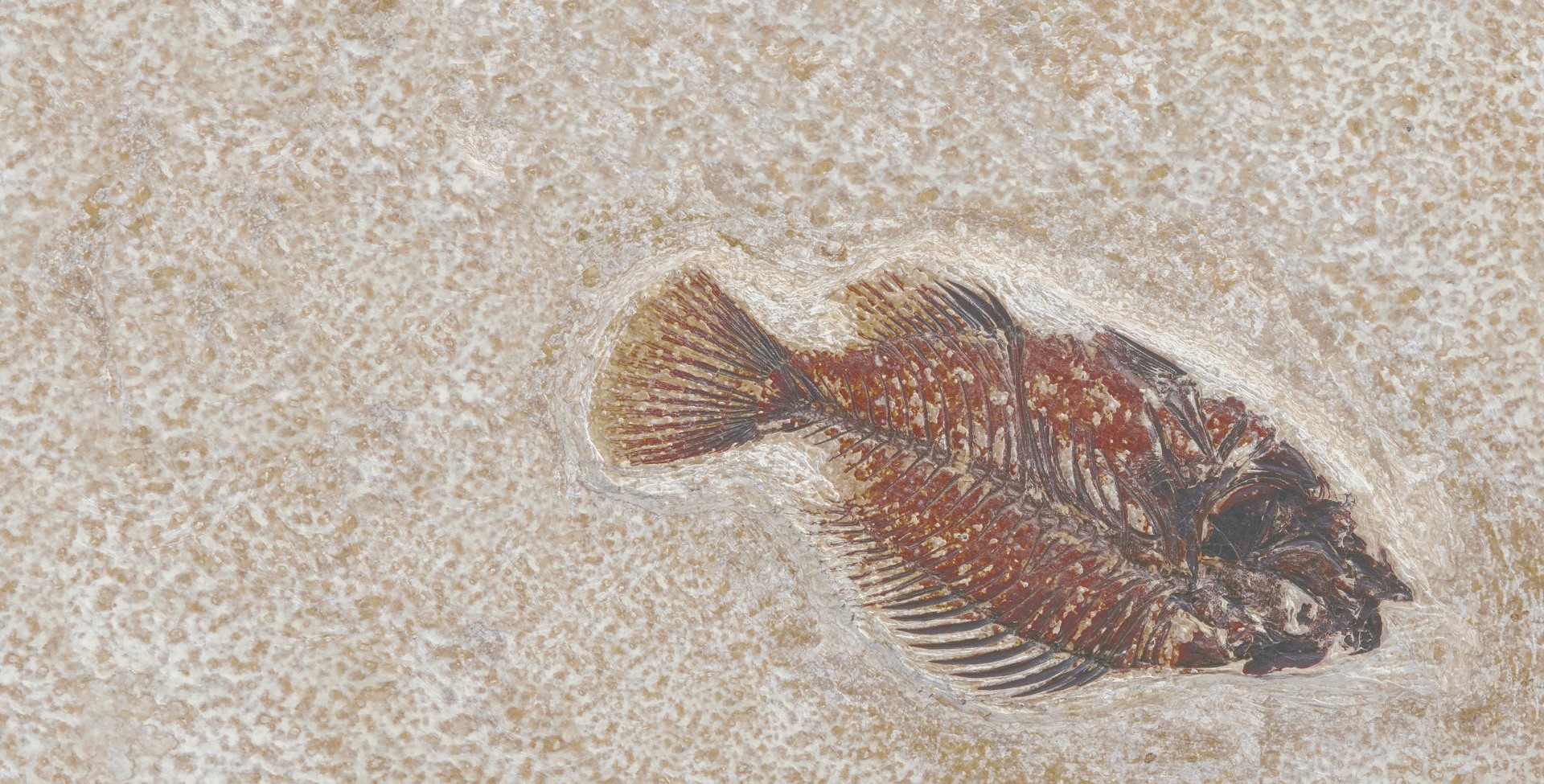 FM3366 На пол Natural Series Fossil Mix 33х66 - фото 11